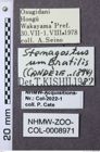 Etiketten zu Stenagostus umbratilis (NHMW-ZOO-COL-0008971)